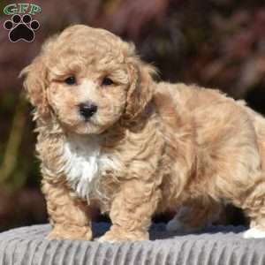 Lennox, Bich-Poo Puppy